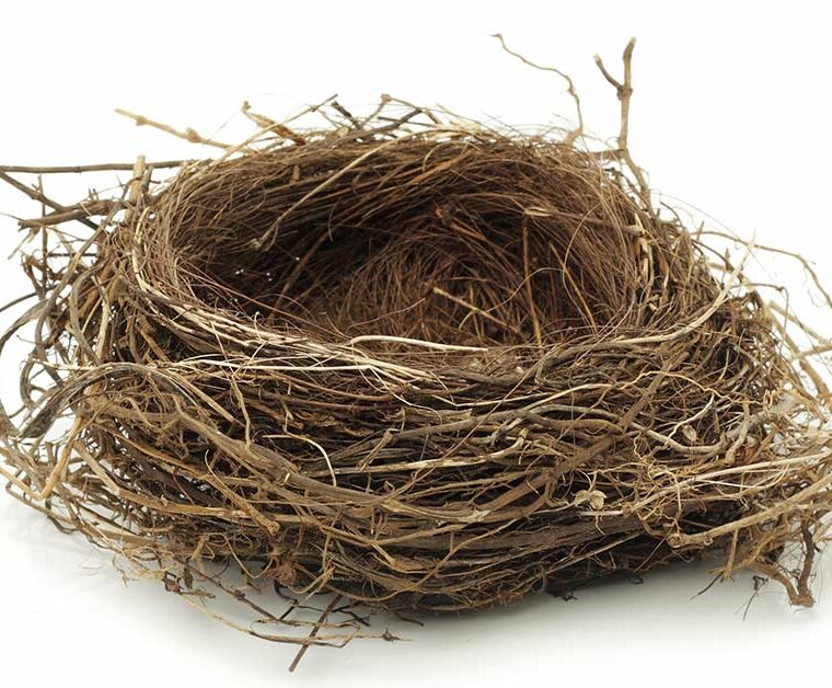 nest